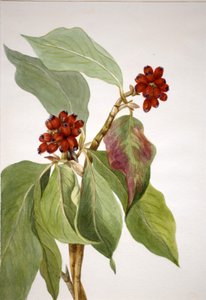 太平洋山茱萸 Cornus nuttallii, 1933. 作者 玛丽·沃克斯·沃尔科特