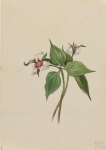 画眉三叶草（Trillium undulatum） 作者 玛丽·沃克斯·沃尔科特
