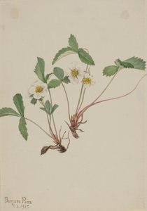 浅草莓（Fragaria glauca） 作者 玛丽·沃克斯·沃尔科特