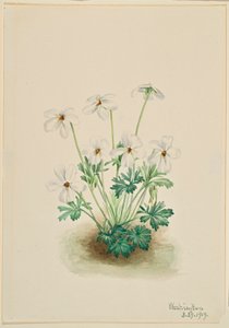 三色紫罗兰（Viola pedata） 作者 玛丽·沃克斯·沃尔科特