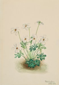 三色紫罗兰Viola pedata，1919。 作者 玛丽·沃克斯·沃尔科特