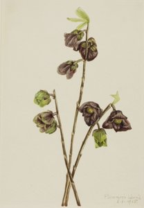 Papaw Asimina triloba, 1918. 作者 玛丽·沃克斯·沃尔科特