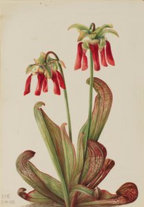 鹦鹉垂盆草（Sarracenia psittacina） 作者 玛丽·沃克斯·沃尔科特