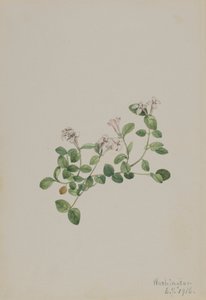 Partridgeberry Mitchella repena, 1918. 作者 玛丽·沃克斯·沃尔科特