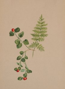 鹧鸪树Mitchella repens，约1883年。 作者 玛丽·沃克斯·沃尔科特