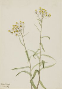 Pearl Everlasting Anaphalis margaritacea, 1917. 作者 玛丽·沃克斯·沃尔科特