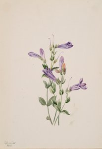 Penstemon Penstimon fruiticosus, 1903.