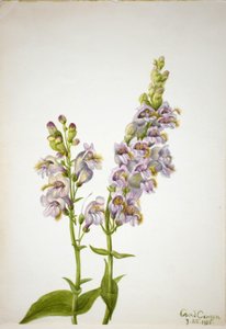 五步蛇（Pentstemon macranthus） 作者 玛丽·沃克斯·沃尔科特