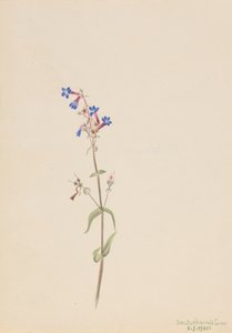 Pentstemon Pentstemon procerus, 1905. 作者 玛丽·沃克斯·沃尔科特