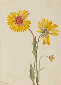 多年生的Gaillardia Gaillardia aristata, 1904. 作者 玛丽·沃克斯·沃尔科特