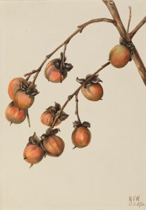 柿子 Diospyros virginiana, 1920. 作者 玛丽·沃克斯·沃尔科特