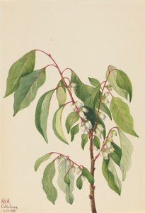 柿子 Diospyros virginiana, 1932. 作者 玛丽·沃克斯·沃尔科特