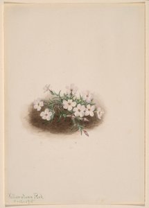 Phlox 作者 玛丽·沃克斯·沃尔科特