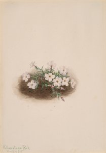 Phlox, 1915. 作者 玛丽·沃克斯·沃尔科特