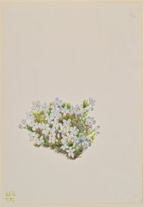 Phlox Phlox caespitosa, 1937. 作者 玛丽·沃克斯·沃尔科特