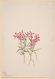 Phlox stansburyi 作者 玛丽·沃克斯·沃尔科特