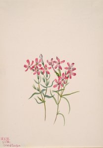 Phlox stansburyi, 1938. 作者 玛丽·沃克斯·沃尔科特
