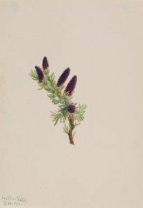 Picea engelmanni, 1913. 作者 玛丽·沃克斯·沃尔科特