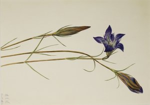 松柏龙胆（Gentiana porphyrio） 作者 玛丽·沃克斯·沃尔科特