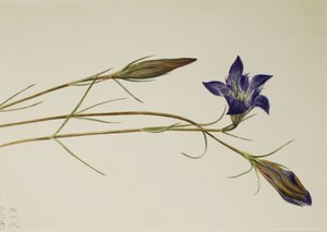 Pinebarren 龙胆 Gentiana porphyrio, 1923. 作者 玛丽·沃克斯·沃尔科特
