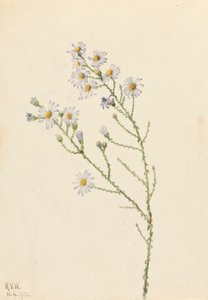 Pineland Aster Aster squarrosus, 1922. 作者 玛丽·沃克斯·沃尔科特