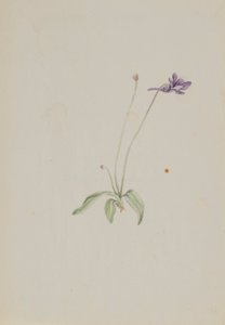 Pinguicula vulgaris 作者 玛丽·沃克斯·沃尔科特