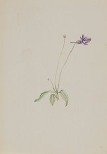 Pinguicula vulgaris，约1930年代初。 作者 玛丽·沃克斯·沃尔科特