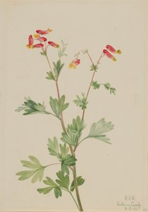 粉红箭竹（Capnoides sempervirens） 作者 玛丽·沃克斯·沃尔科特
