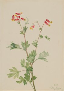 Pink Fumeroot Capnoides sempervirens, 1922. 作者 玛丽·沃克斯·沃尔科特