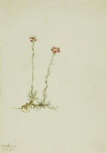 粉红猫爪草（Antennaria rosea） 作者 玛丽·沃克斯·沃尔科特