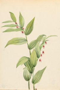 粉红色扭曲的茎秆Streptopus curvipes，1913年。 作者 玛丽·沃克斯·沃尔科特