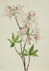 粉壳杜鹃（Azalea vaseyi） 作者 玛丽·沃克斯·沃尔科特