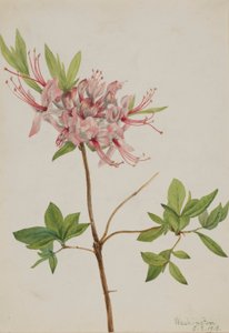 Pinxter Bloom（裸花杜鹃） 作者 玛丽·沃克斯·沃尔科特