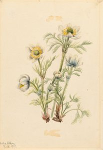 翎毛海葵（Pulsatilla occidentalis） 作者 玛丽·沃克斯·沃尔科特