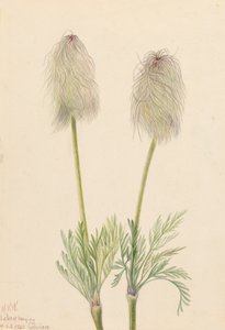 Plume Anemone Pulsatilla occidentalis, 1923. 作者 玛丽·沃克斯·沃尔科特