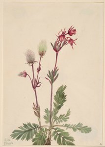 草原炊烟（Sieversia ciliata） 作者 玛丽·沃克斯·沃尔科特