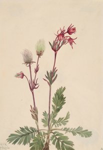 Prairie-Smoke Sieversia ciliata, 1921. 作者 玛丽·沃克斯·沃尔科特
