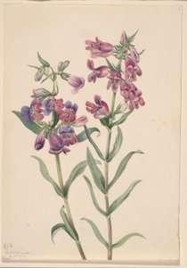 草原五步蛇（Pentstemon erianthera） 作者 玛丽·沃克斯·沃尔科特