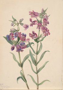 Prairie Pentstemon Pentstemon erianthera, 1923. 作者 玛丽·沃克斯·沃尔科特