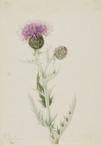 Prairie Thistle Cirsium undulatum, 1923. 作者 玛丽·沃克斯·沃尔科特