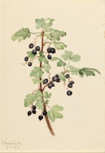 刺醋栗（Ribes lacustre） 作者 玛丽·沃克斯·沃尔科特
