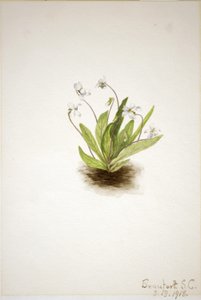 报春紫（Viola primulifolia） 作者 玛丽·沃克斯·沃尔科特