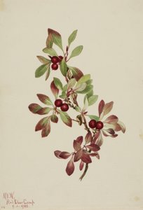 Ptarmiganberry Arctous alpina, 1922. 作者 玛丽·沃克斯·沃尔科特