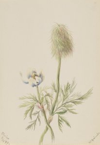芨芨草 作者 玛丽·沃克斯·沃尔科特