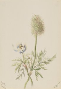 Pulsatilla occidentalis，1899。 作者 玛丽·沃克斯·沃尔科特