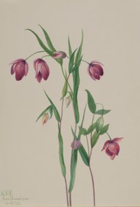 紫色仙女灯（Calochortus anoenum） 作者 玛丽·沃克斯·沃尔科特