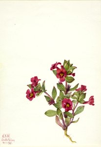 紫猴花（Mimulus bigelovii）