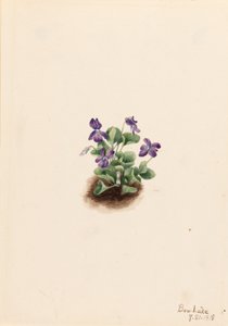 紫山紫罗兰（Viola adunca） 作者 玛丽·沃克斯·沃尔科特