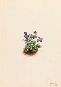 紫金山紫罗兰Viola adunca，1918年。