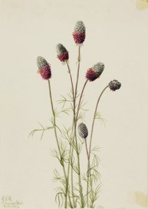紫色绣线菊（Petalostemon purpureum） 作者 玛丽·沃克斯·沃尔科特
